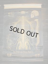 ANTIQUE MEDICAL CHART COPYRIGHTED 1914